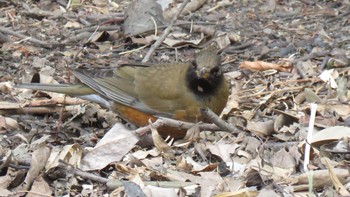 Brown-headed Thrush Akigase Park Sun, 3/12/2017