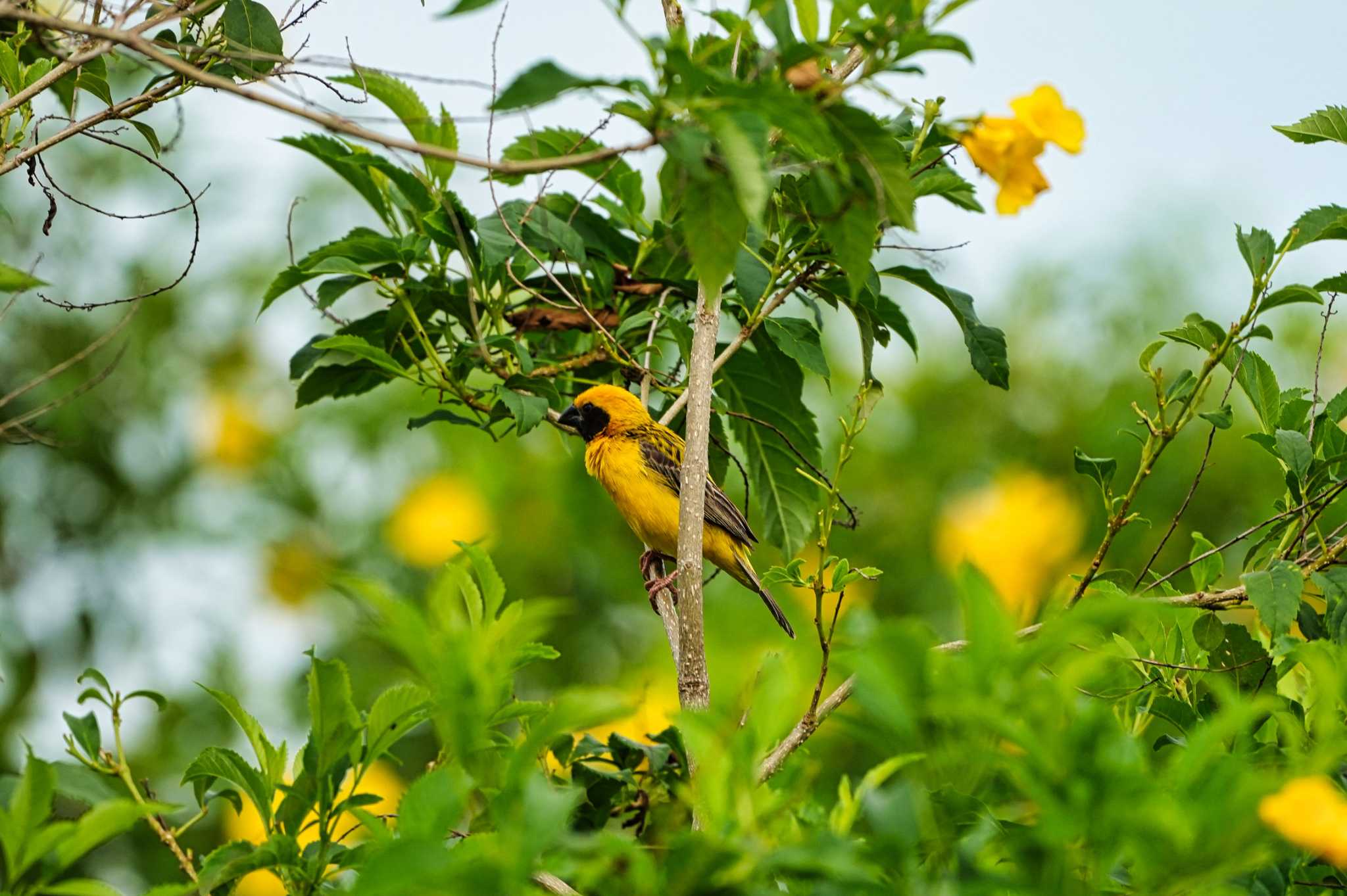 Photo of Asian Golden Weaver at Maprachan Reservoir by span265