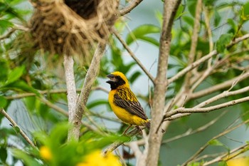 Asian Golden Weaver Maprachan Reservoir Mon, 6/7/2021