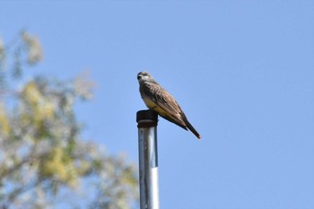 Cassin's Kingbird