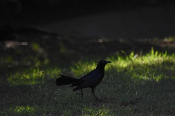 Great-tailed Grackle mexico Sun, 6/6/2021