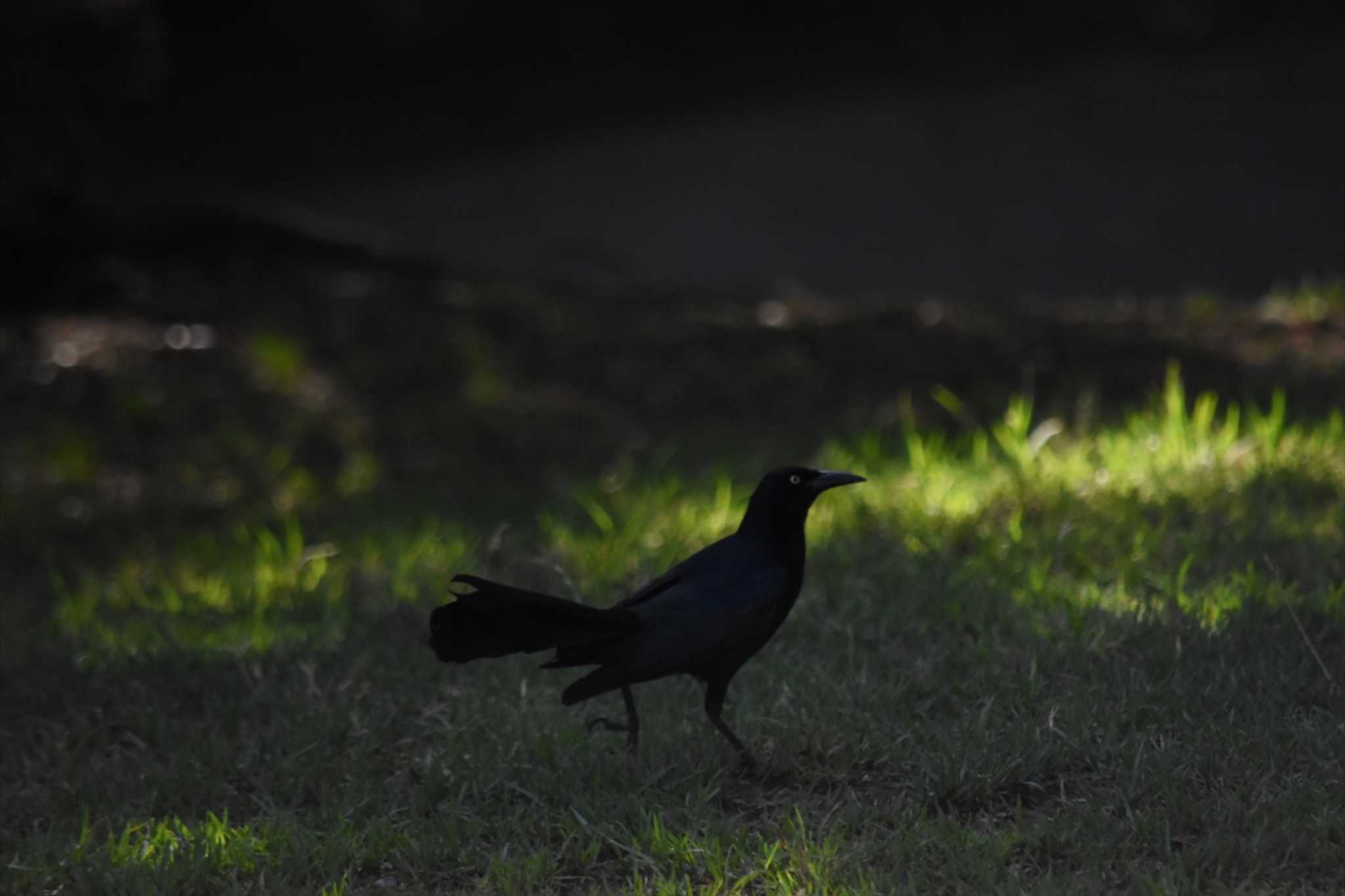 Photo of Great-tailed Grackle at mexico by ヨシテル