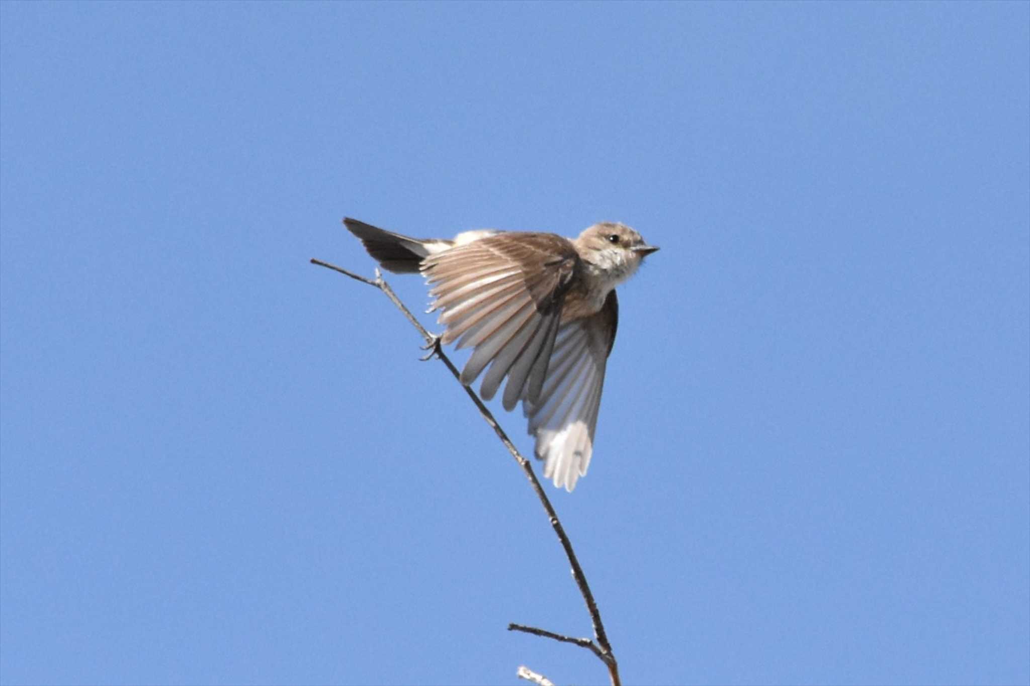 Photo of Scarlet Flycatcher at mexico by ヨシテル