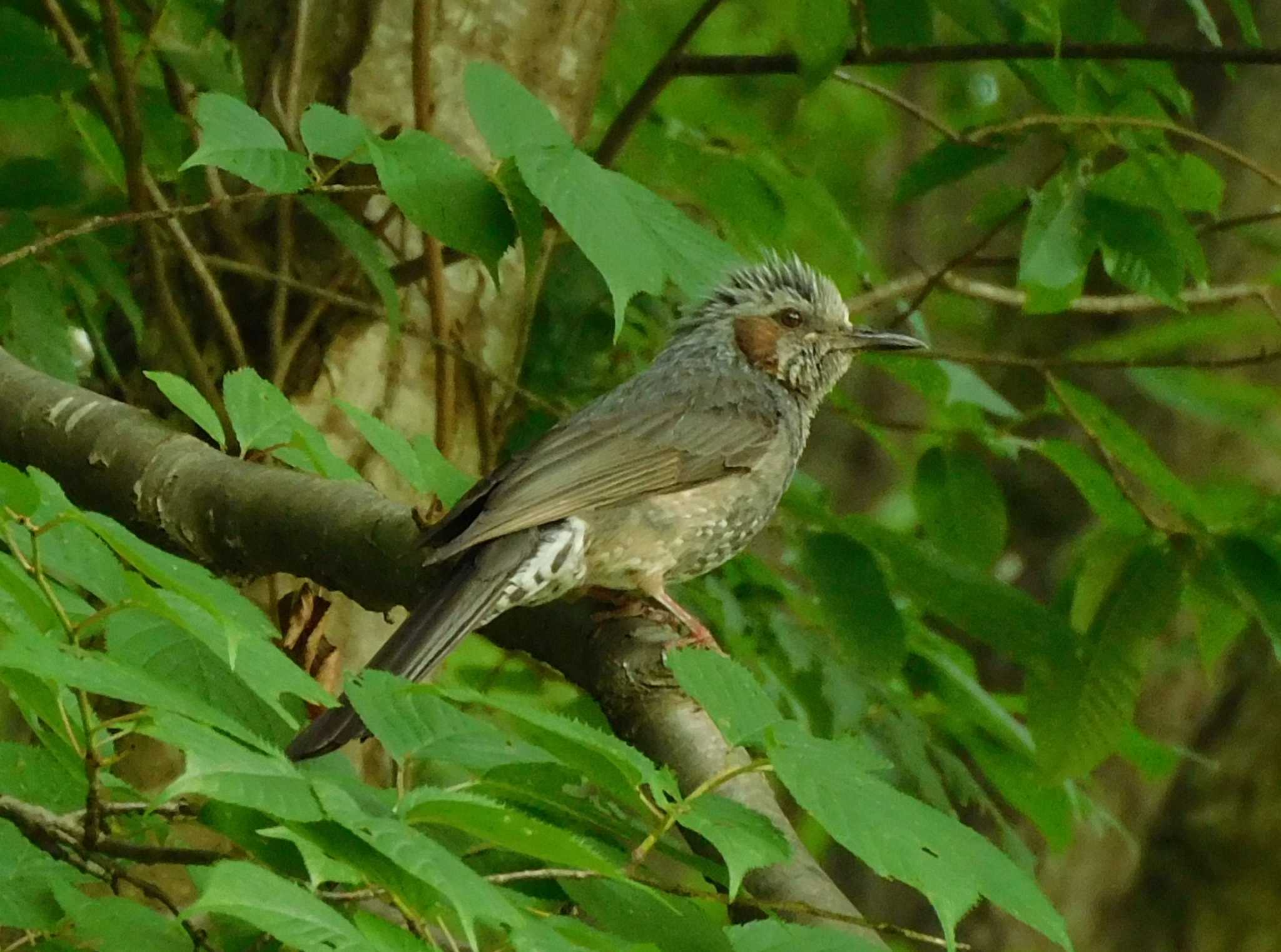 Brown-eared Bulbul