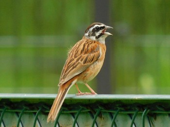 2021年6月7日(月) 長岡公園(宇都宮市)の野鳥観察記録