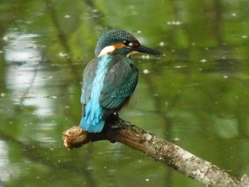 カワセミ 長岡公園(宇都宮市) 2021年6月7日(月)