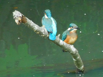 カワセミ 長岡公園(宇都宮市) 2021年6月7日(月)