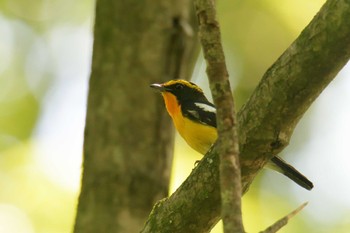 Narcissus Flycatcher Mie-ken Ueno Forest Park Mon, 6/7/2021