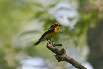 Narcissus Flycatcher Mie-ken Ueno Forest Park Mon, 6/7/2021