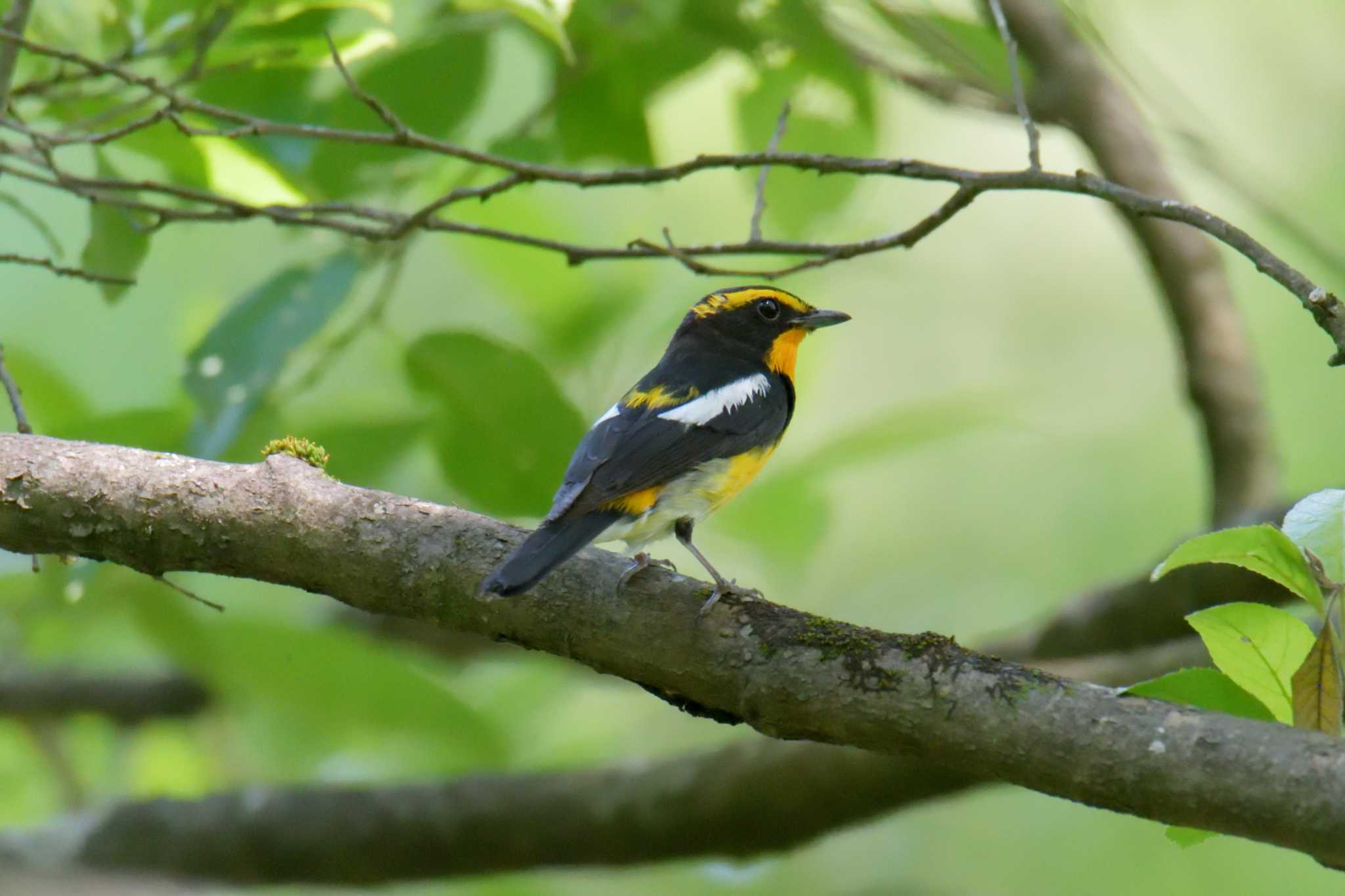 Photo of Narcissus Flycatcher at Mie-ken Ueno Forest Park by masatsubo