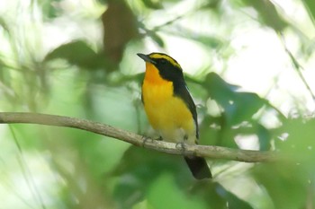 Narcissus Flycatcher Mie-ken Ueno Forest Park Mon, 6/7/2021