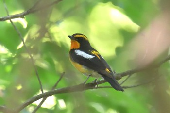 Narcissus Flycatcher Mie-ken Ueno Forest Park Mon, 6/7/2021