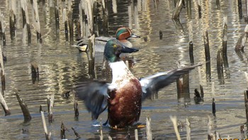 ハシビロガモ 埼玉県さいたま市(大宮公園) 2017年3月9日(木)