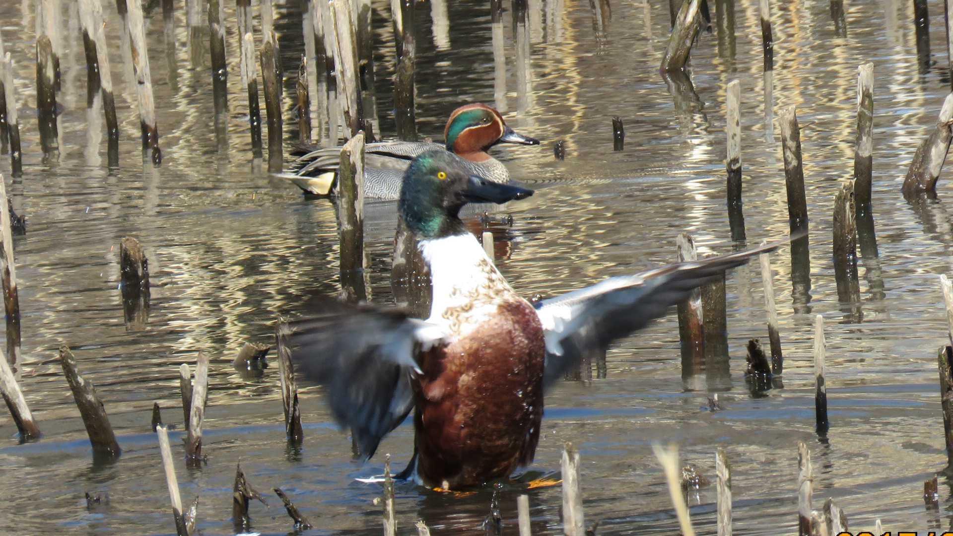 埼玉県さいたま市(大宮公園) ハシビロガモの写真