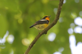 Narcissus Flycatcher Mie-ken Ueno Forest Park Mon, 6/7/2021