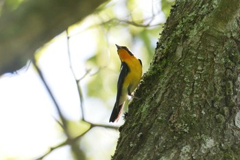 Narcissus Flycatcher Mie-ken Ueno Forest Park Mon, 6/7/2021