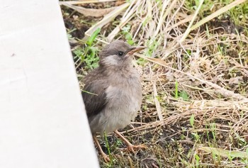 ムクドリ 守谷野鳥のみち 2021年6月7日(月)