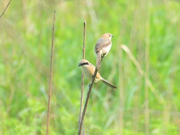 2021年5月23日(日) 朝霧高原の野鳥観察記録