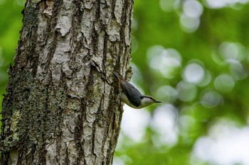 2021年6月7日(月) 戦場ヶ原の野鳥観察記録