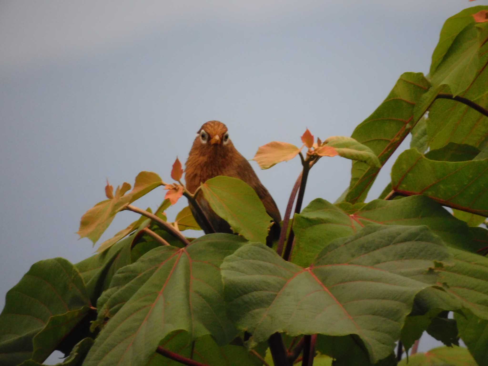 神奈川県平塚市 ガビチョウの写真