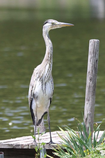 Grey Heron Akashi Park Sun, 5/9/2021