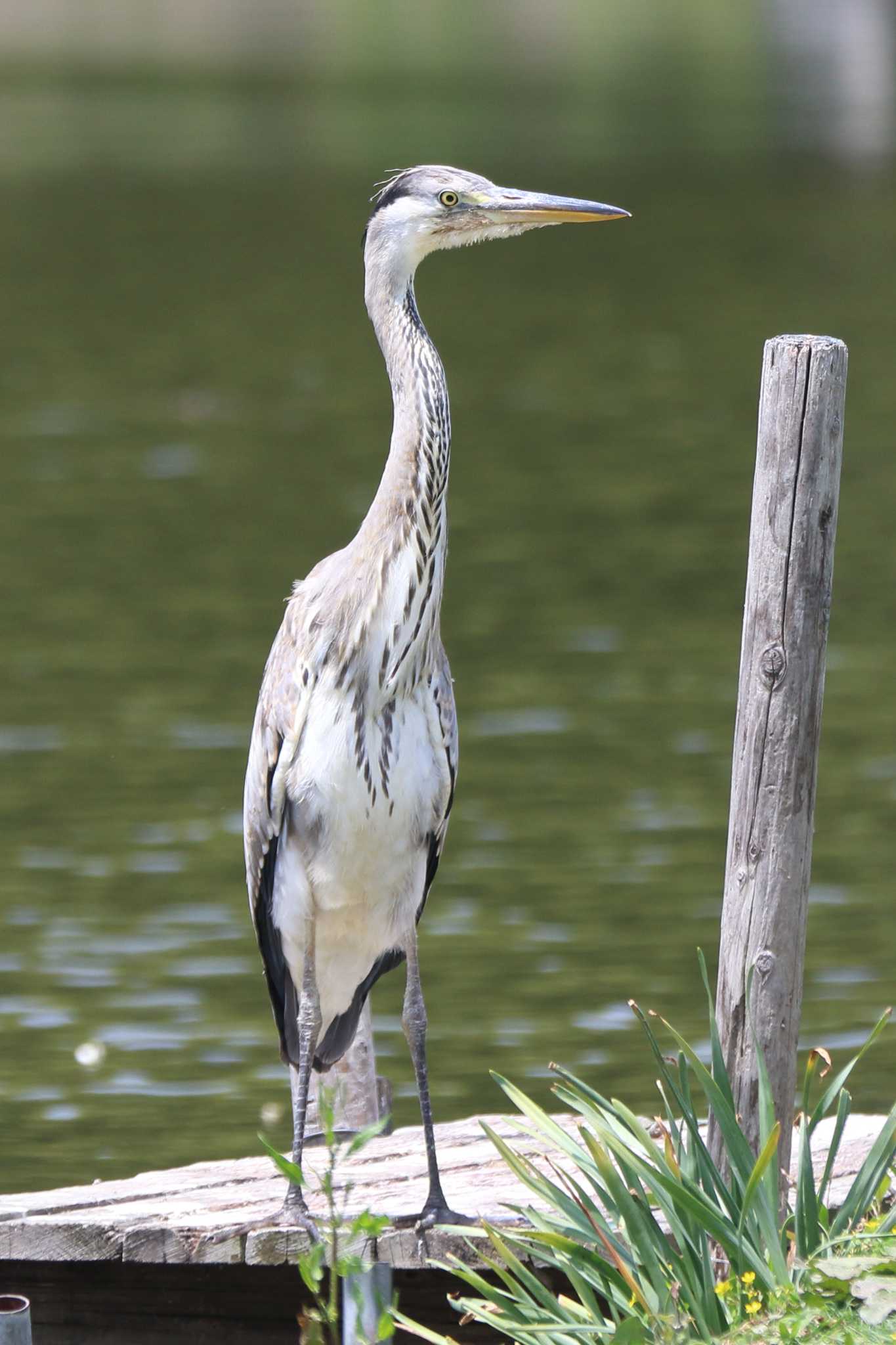 明石公園のアオサギ