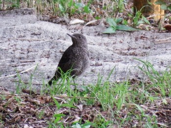 Blue Rock Thrush 追浜(馬の背) Mon, 6/7/2021