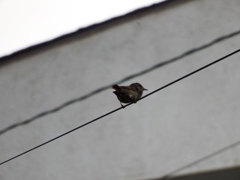 Japanese Bush Warbler 追浜(馬の背) Mon, 6/7/2021