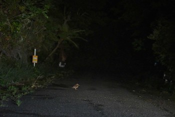 Amami Woodcock 三太郎峠 Sat, 4/10/2021