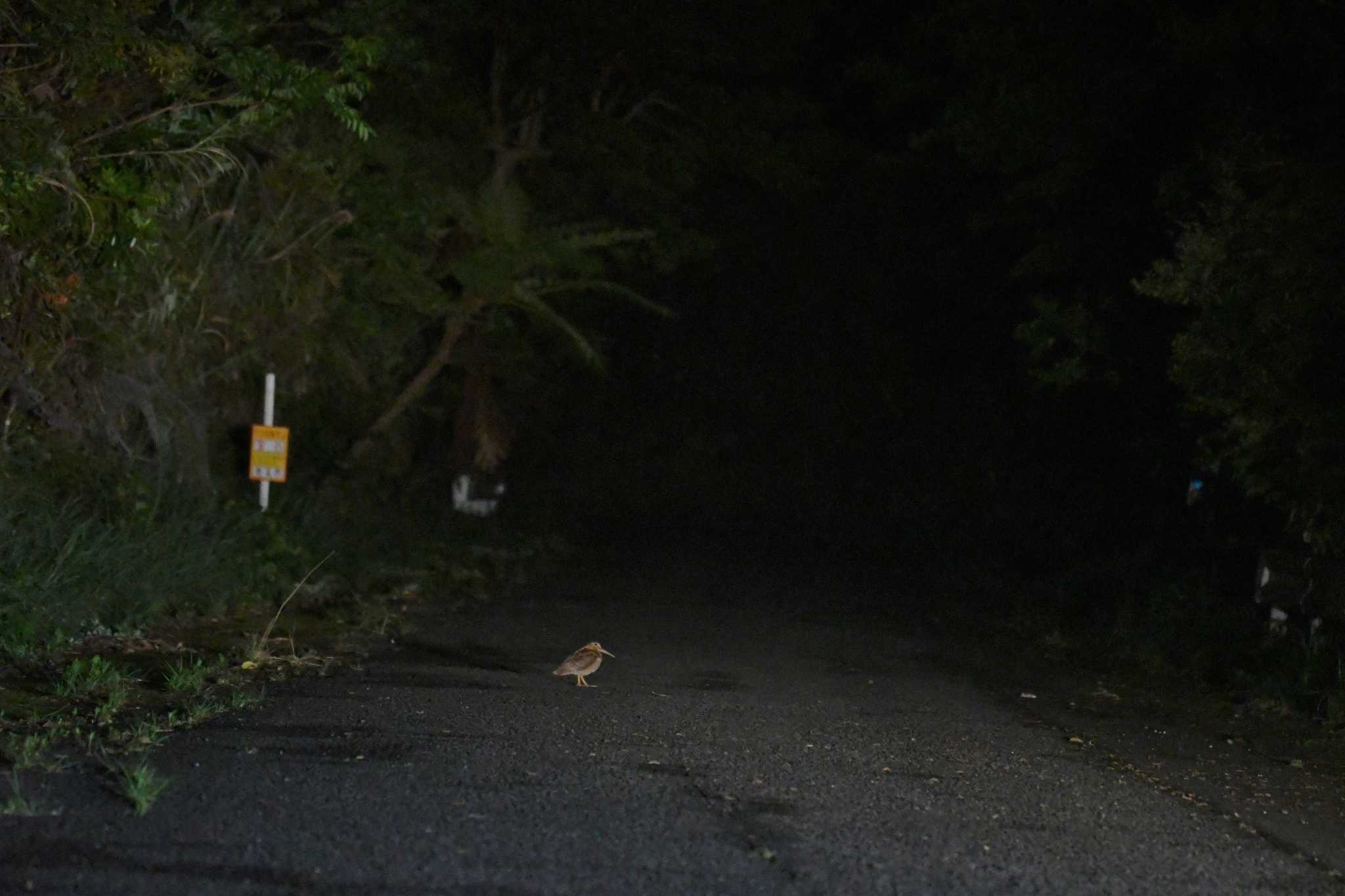 三太郎峠 アマミヤマシギの写真