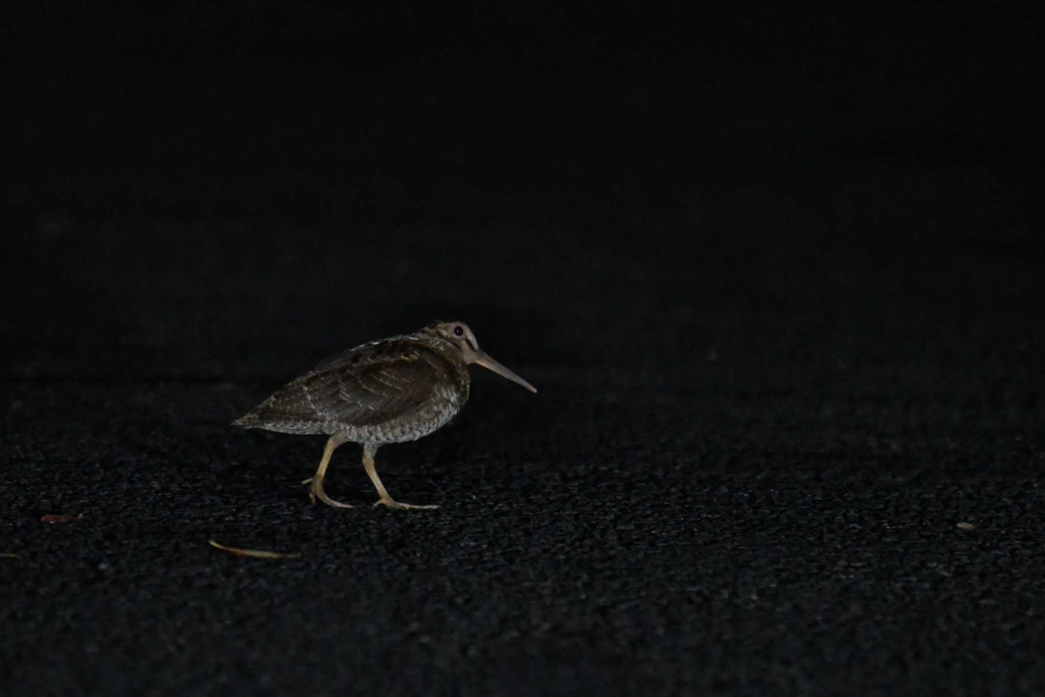 三太郎峠 アマミヤマシギの写真