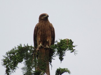 2021年6月7日(月) 平成榛原子供のもり公園の野鳥観察記録