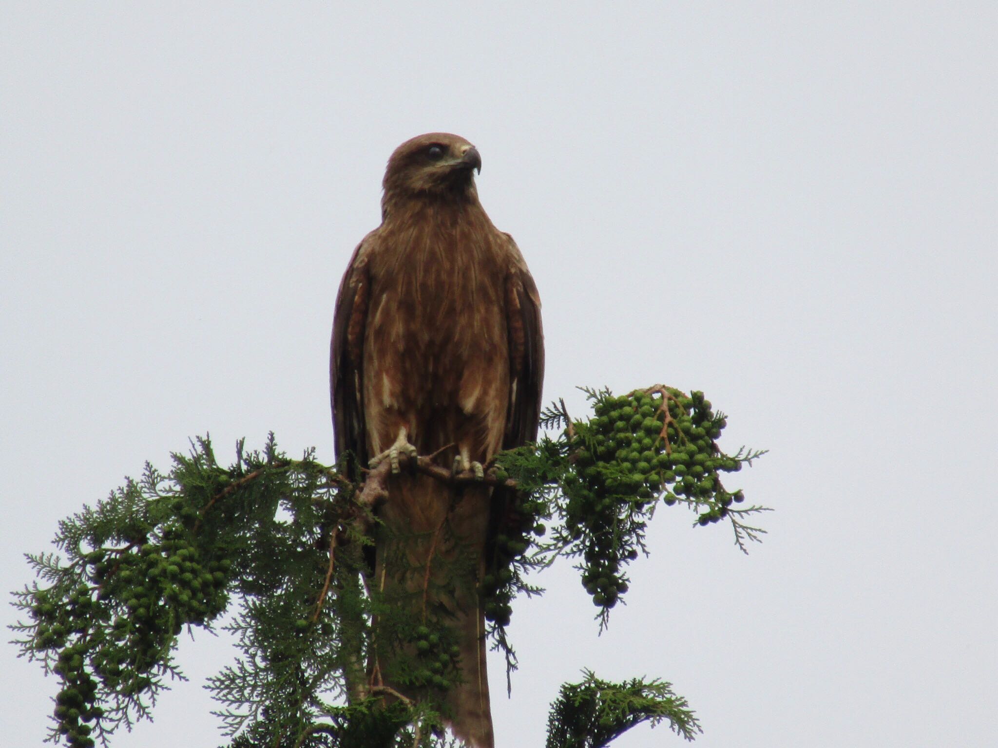 Photo of Black Kite at 平成榛原子供のもり公園 by みゆう
