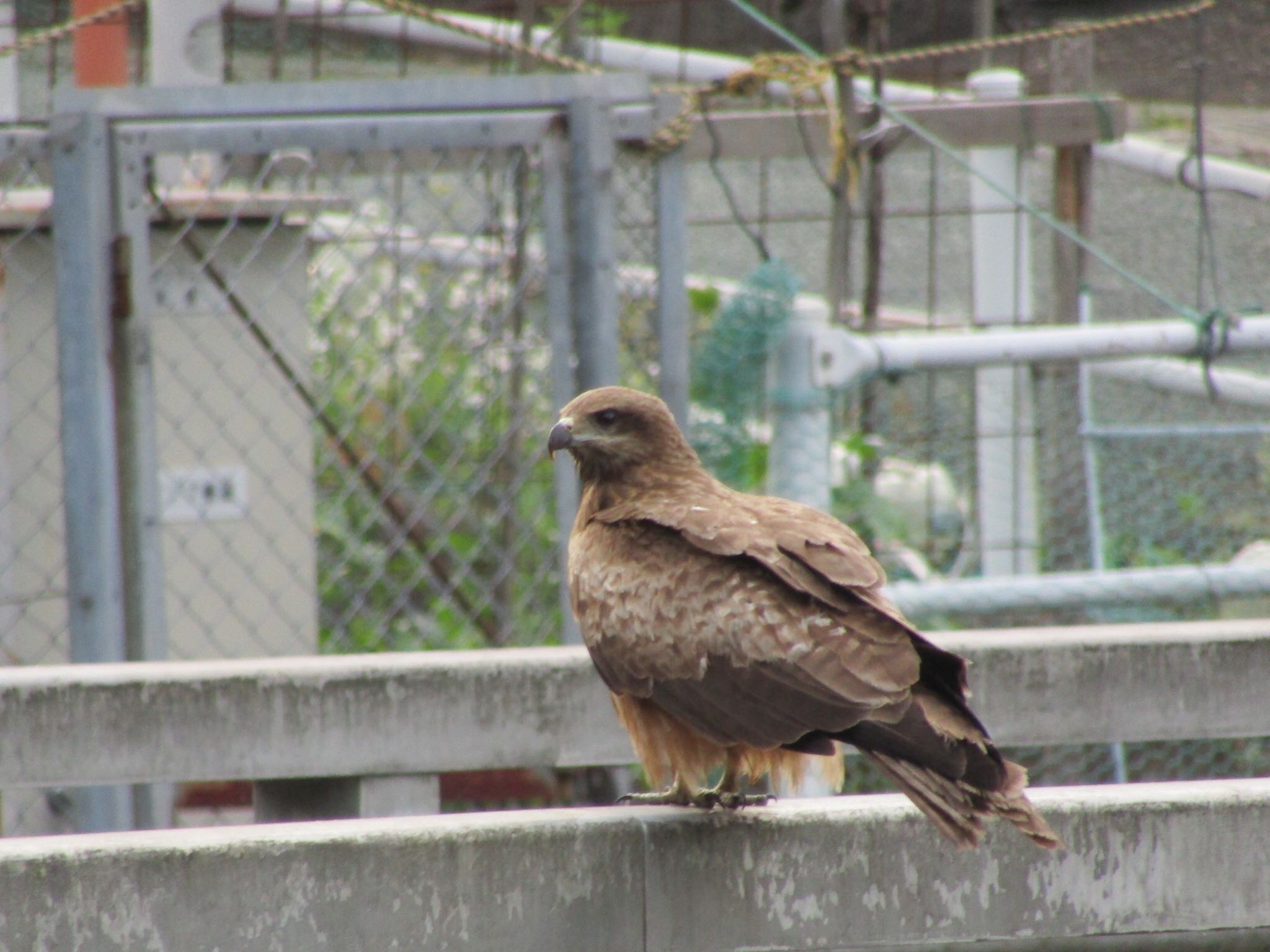 平成榛原子供のもり公園 トビの写真