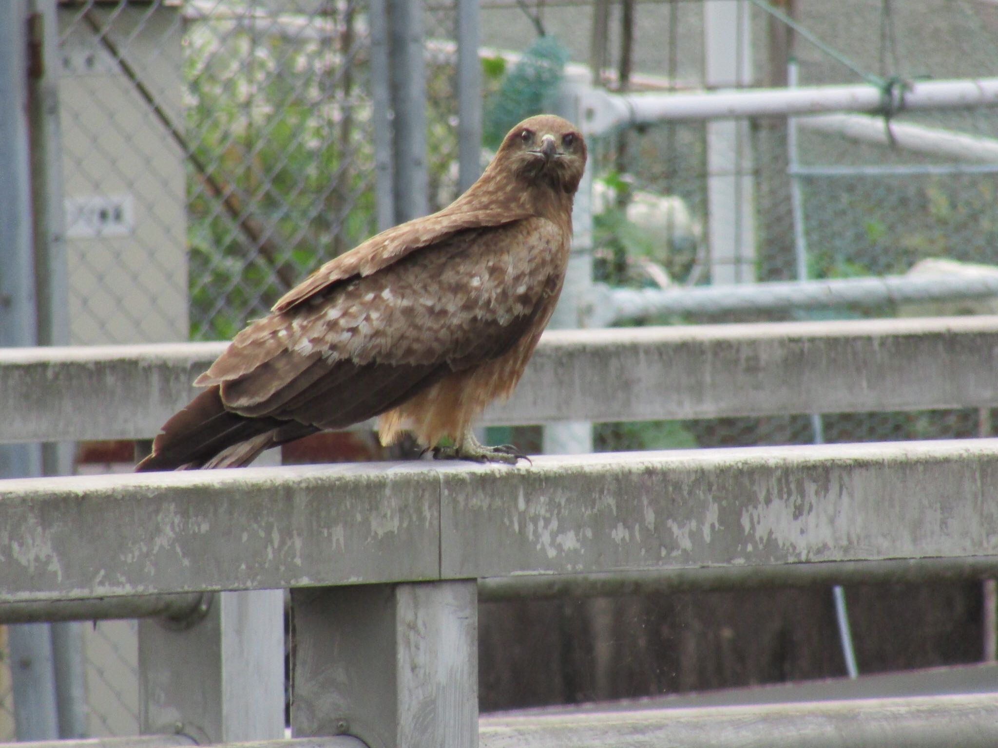 Photo of Black Kite at 平成榛原子供のもり公園 by みゆう