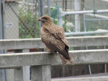 トビ 平成榛原子供のもり公園 2021年6月7日(月)