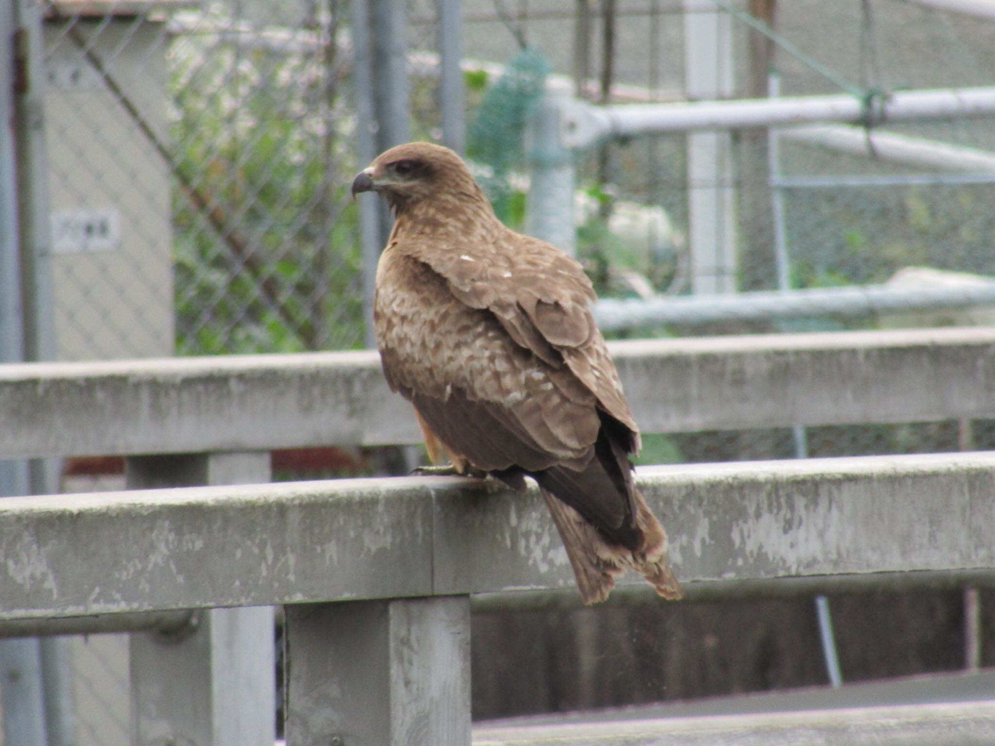 平成榛原子供のもり公園 トビの写真