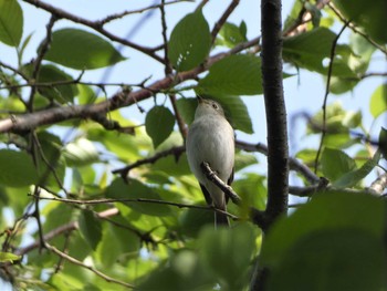 コサメビタキ 鳥屋野潟 2021年5月4日(火)