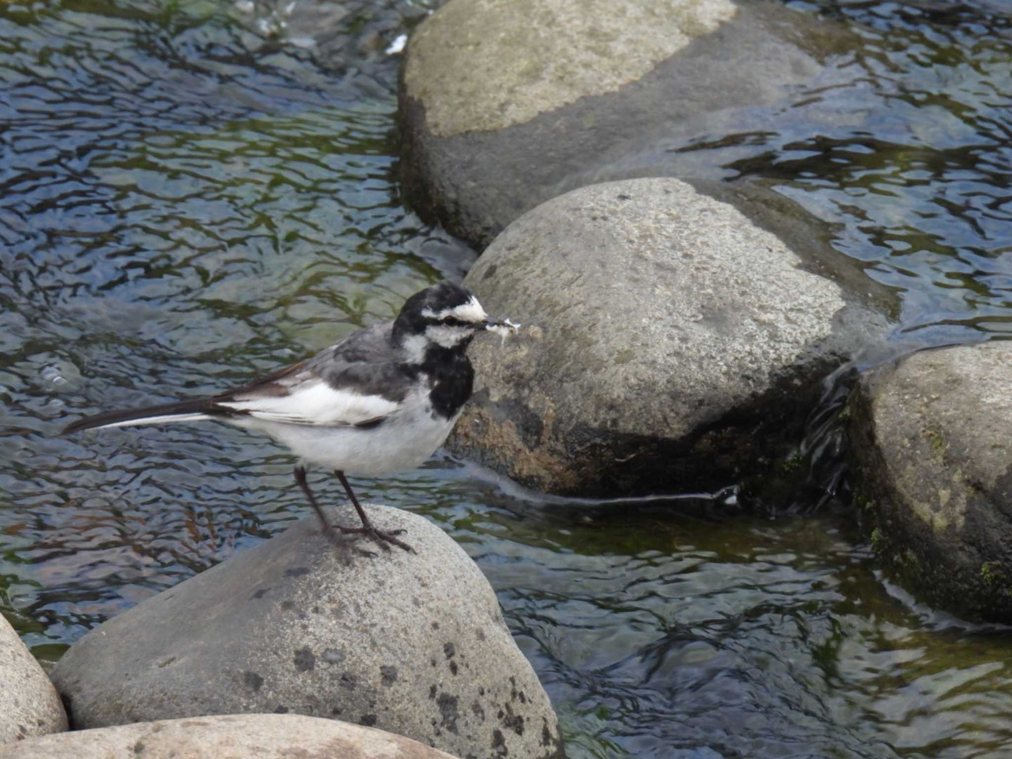 乞田川(多摩市) ハクセキレイの写真 by しもきち野鳥