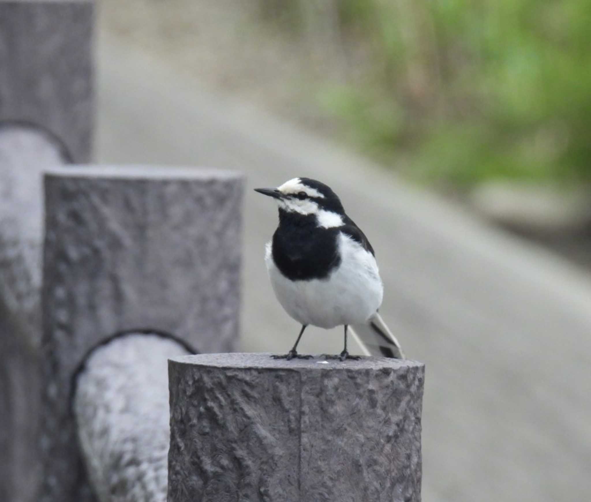 乞田川(多摩市) ハクセキレイの写真