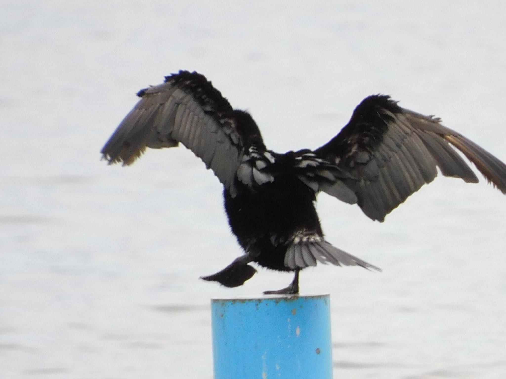 谷津干潟 カワウの写真