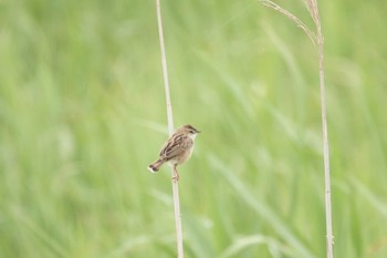 セッカ 妙義の鼻 2021年6月6日(日)