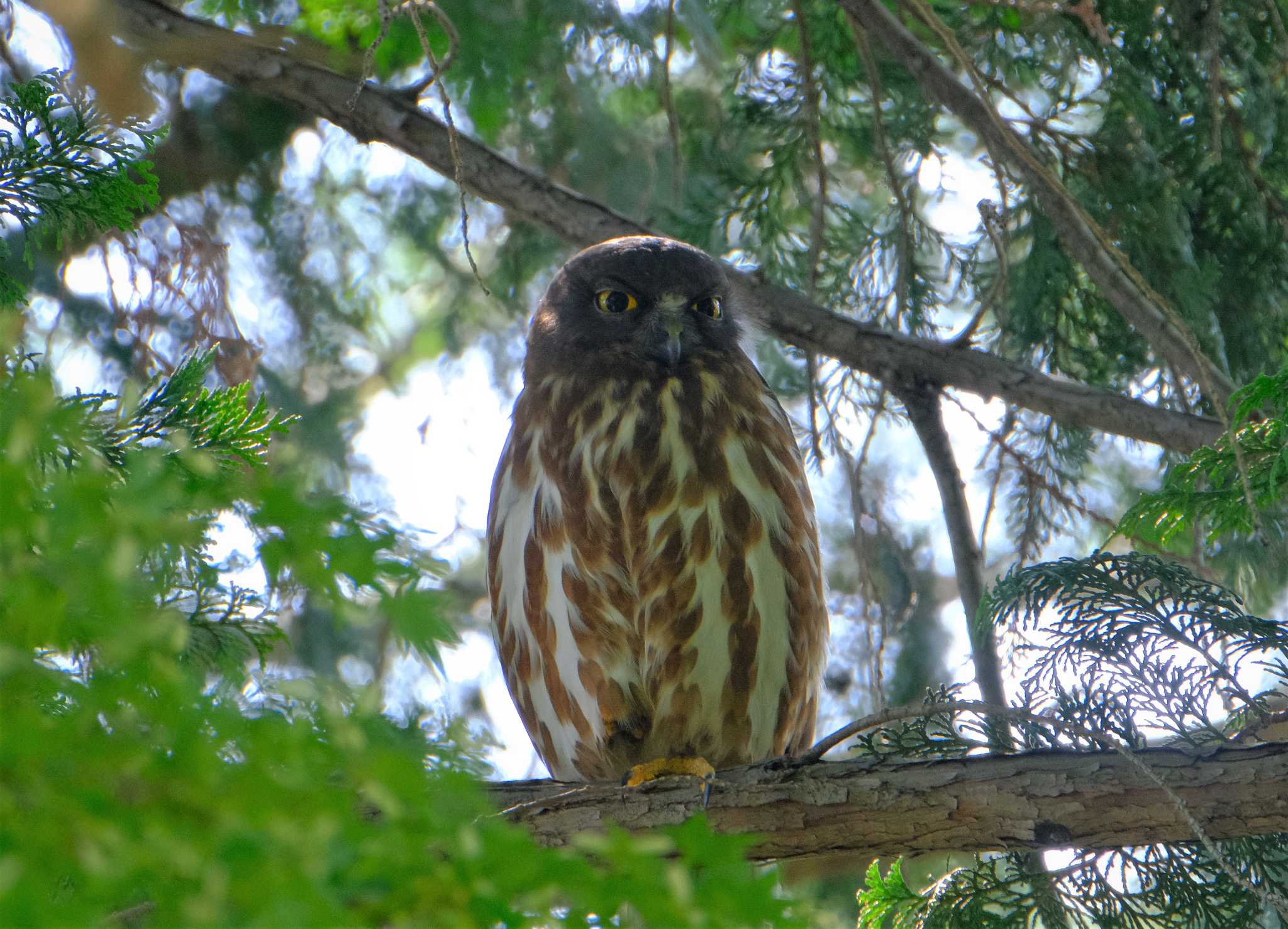 八王子 アオバズクの写真 by taiga