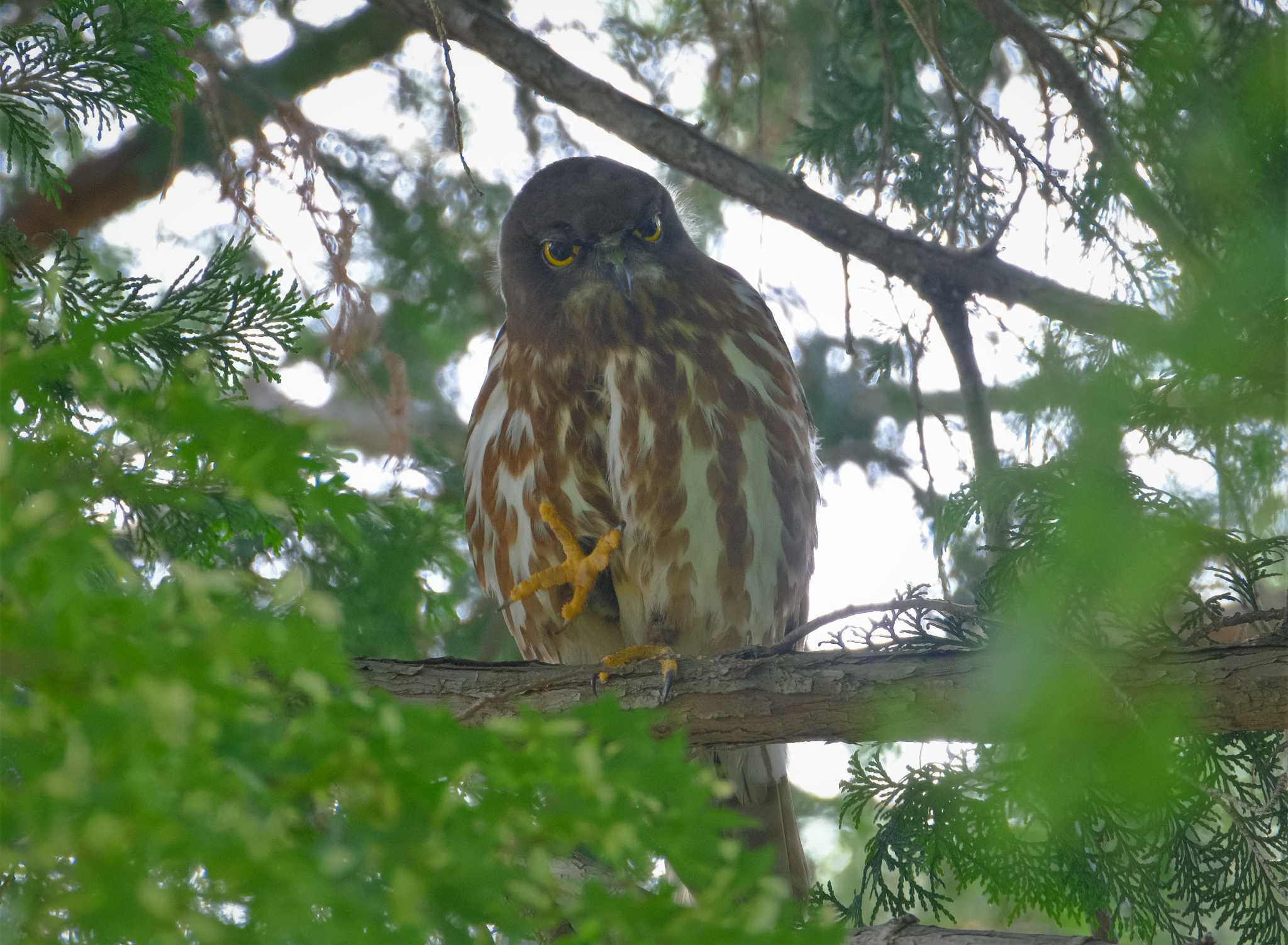 八王子 アオバズクの写真 by taiga