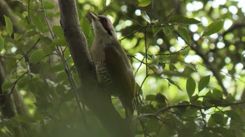 Japanese Green Woodpecker 再度公園 Sun, 6/6/2021