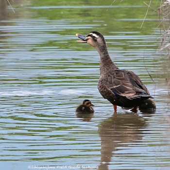 Eastern Spot-billed Duck Ishigaki Island Fri, 4/9/2021