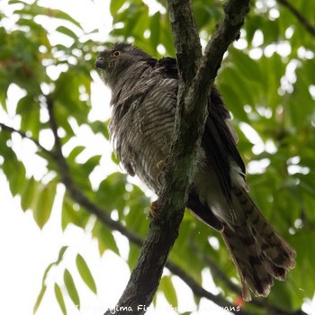 Japanese Sparrowhawk(iwasakii) Ishigaki Island Tue, 6/1/2021