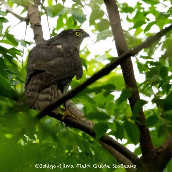 Japanese Sparrowhawk(iwasakii) Ishigaki Island Tue, 6/1/2021