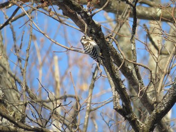 2017年3月15日(水) キトウシ森林公園の野鳥観察記録