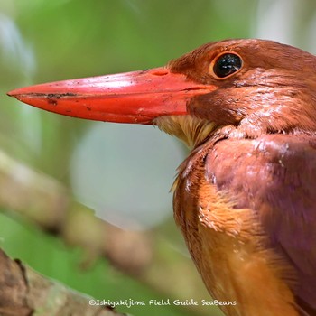 Ruddy Kingfisher(bangsi) Ishigaki Island Fri, 5/21/2021